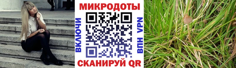 Галлюциногенные грибы Psilocybe  Чекалин 